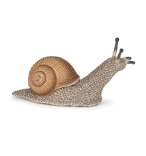 Roman Snail, L: 6 cm