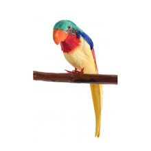 Parrot H: 20 cm