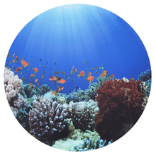 Discovery Play Mat Ø62.5 cm - Under the Sea