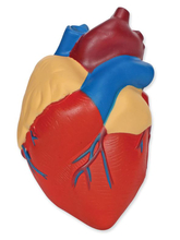 Soft Foam Cross-Section Human Heart Model 