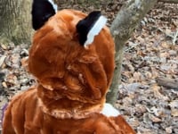Fox Costume, size 1-4 years 