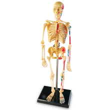Human Anatomy Model - Skeleton