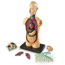 Human Anatomy Model - Body