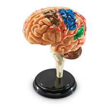 Human Anatomy Model - Brain