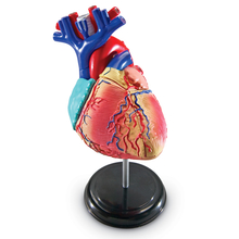Human Anatomy Model - Heart