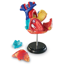 Human Anatomy Model - Heart