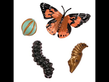 Life Cycle Figurines: Butterfly