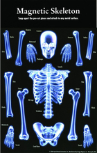 Magnetic Skeleton