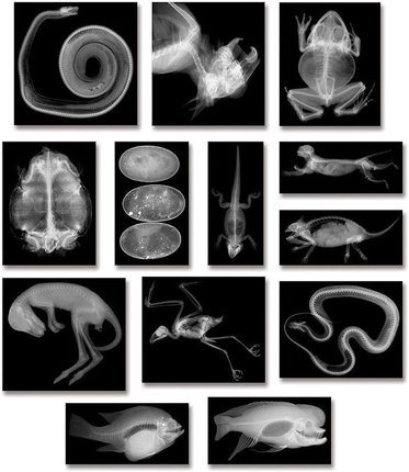 X-Rays - Animals, 14 pcs