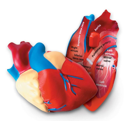 Soft Foam Cross-Section Human Heart Model