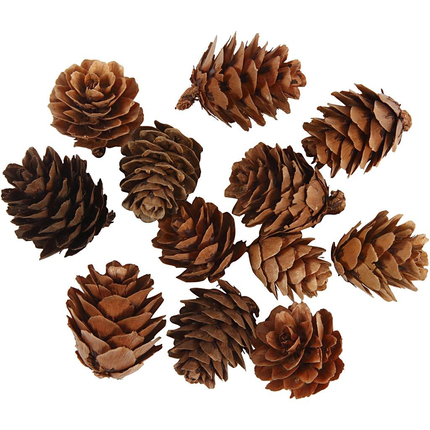 Natural Larch Cones, 12 pcs