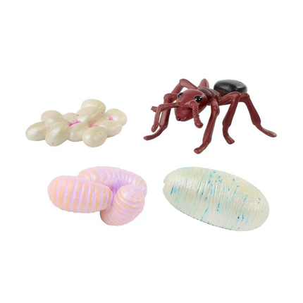 Life Cycle Figurines: Ant