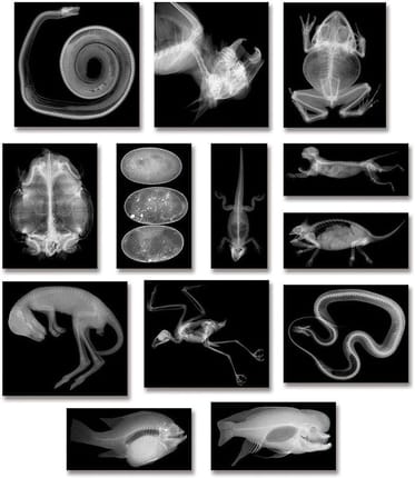 X-Rays - Animals, 14 pcs