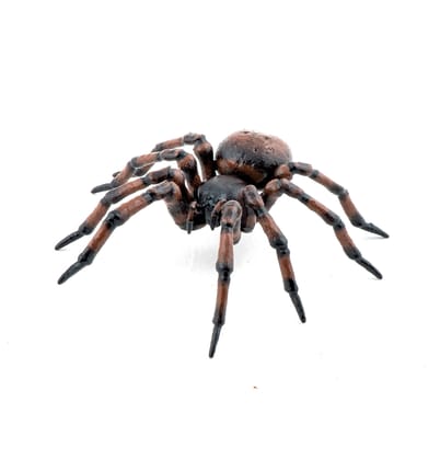 House Spider, L: 6.3 cm