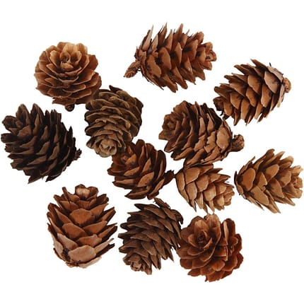 Natural Larch Cones, 12 pcs