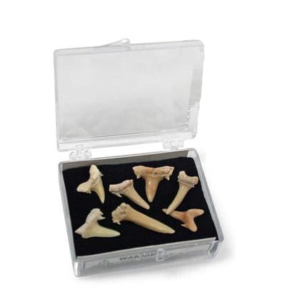 Science To Go - Shark Teeth