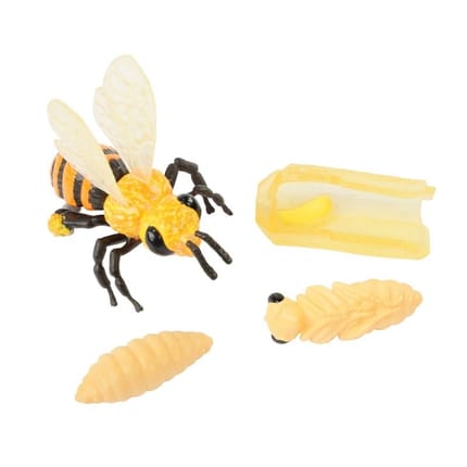 Life Cycle Figurines: Honeybee