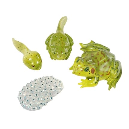 Life Cycle Figurines: Frog