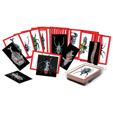 X-Rays - Insects, 36 pcs