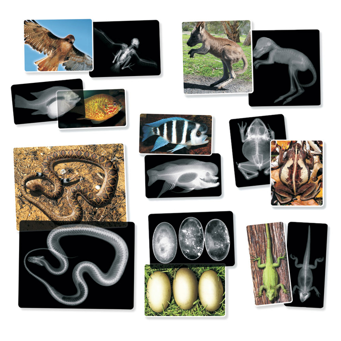 X-Rays - Animals, 14 pcs