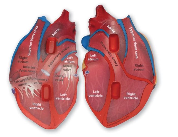 Soft Foam Cross-Section Human Heart Model