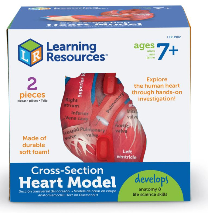 Soft Foam Cross-Section Human Heart Model