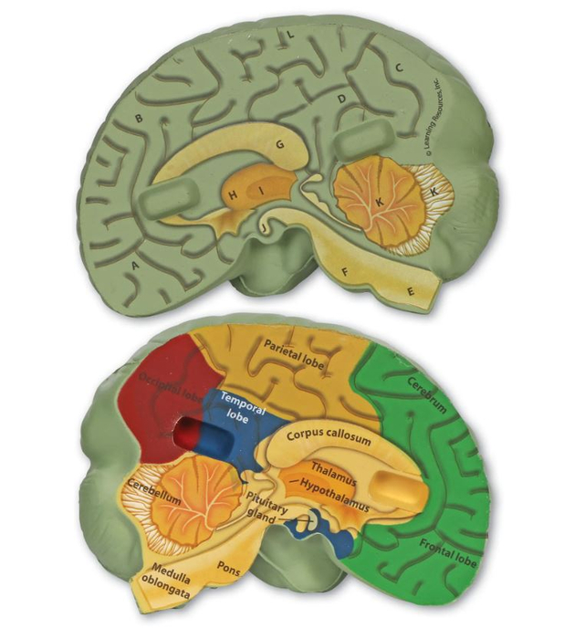 Soft Foam Cross-Section Human Brain Model