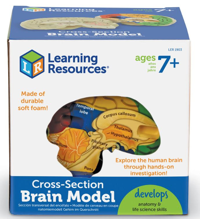 Soft Foam Cross-Section Human Brain Model