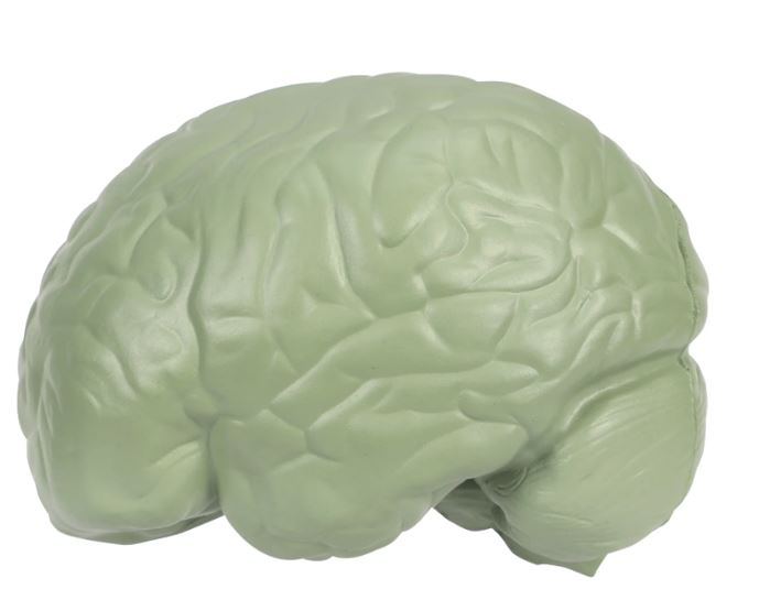 Soft Foam Cross-Section Human Brain Model
