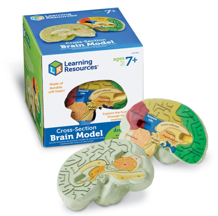 Soft Foam Cross-Section Human Brain Model