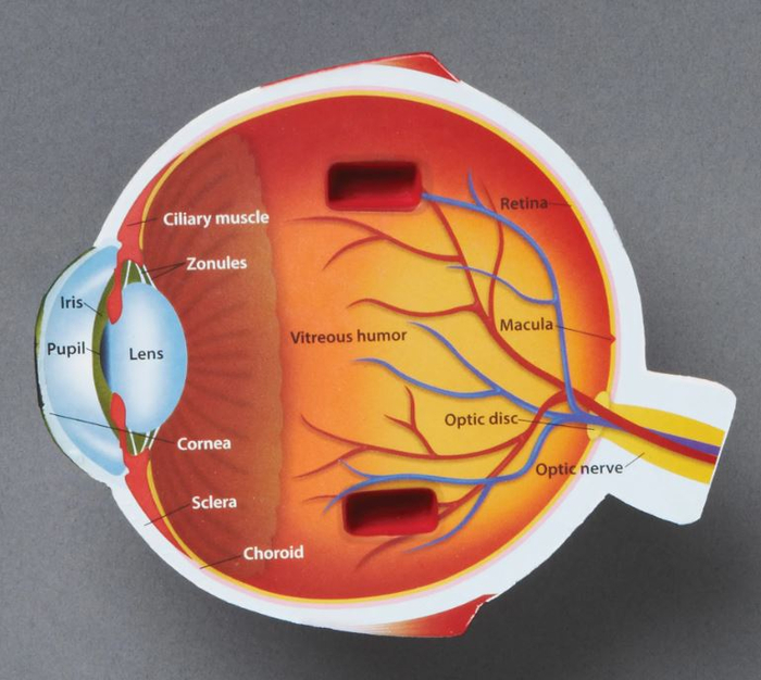 Soft Foam Cross-Section Human Eye Model