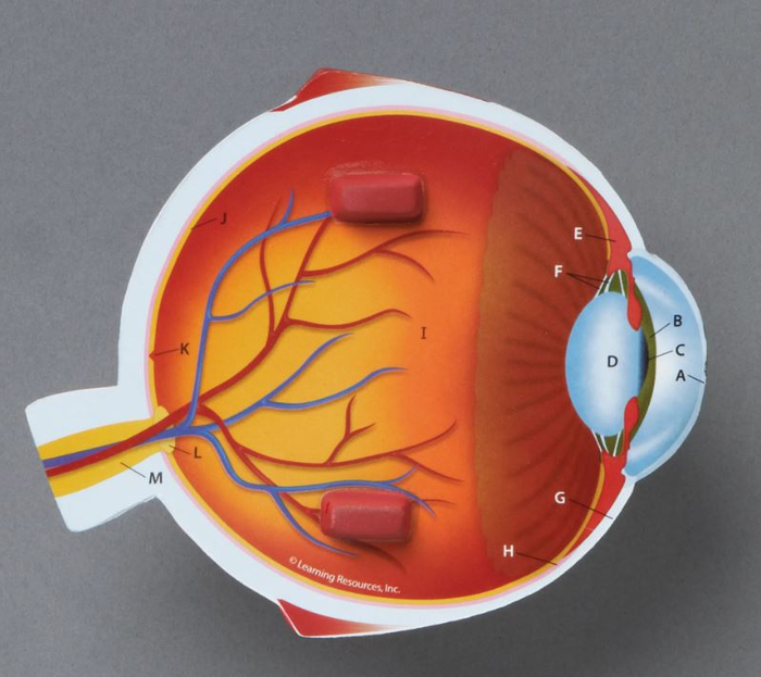 Soft Foam Cross-Section Human Eye Model