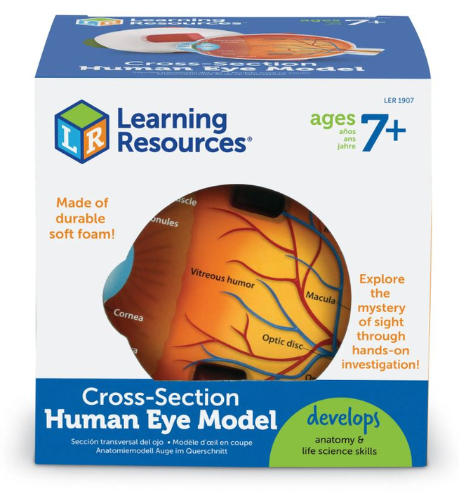 Soft Foam Cross-Section Human Eye Model