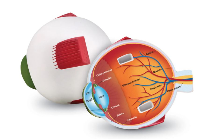 Soft Foam Cross-Section Human Eye Model