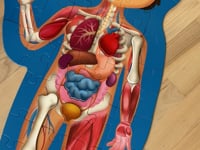 Human Body Puzzle with 3D Organs, 50 pcs