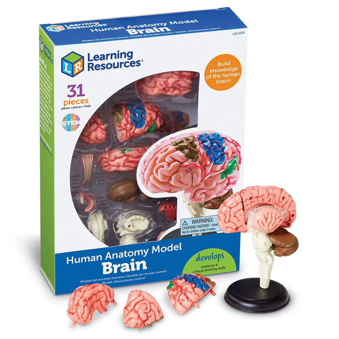 Human Anatomy Model - Brain