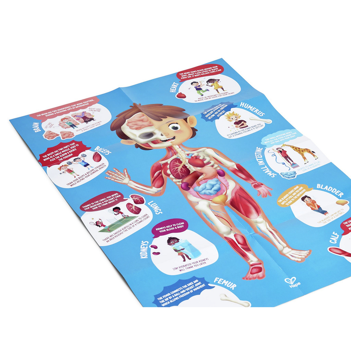 Human Body Puzzle with 3D Organs, 50 pcs