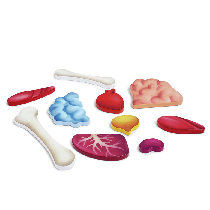 Human Body Puzzle with 3D Organs, 50 pcs
