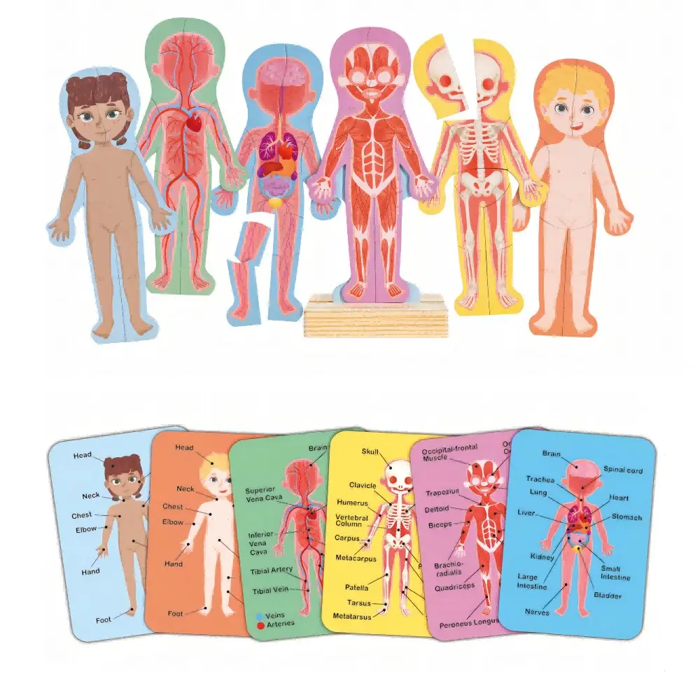 Magnetic Puzzle - Human Body