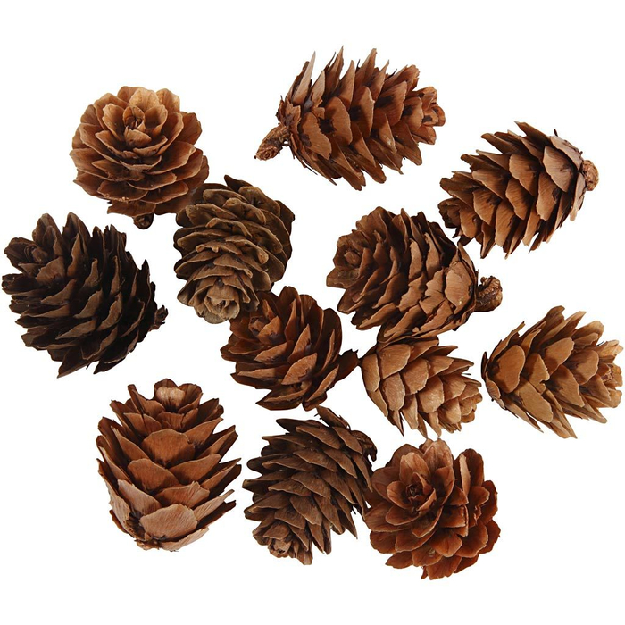 Natural Larch Cones, 12 pcs