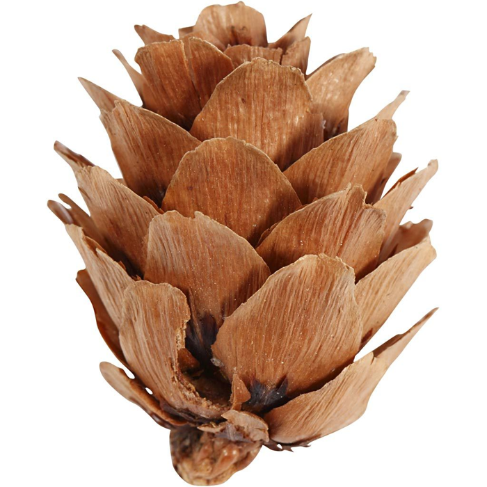 Natural Larch Cones, 12 pcs