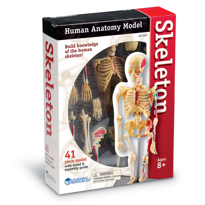 Human Anatomy Model - Skeleton