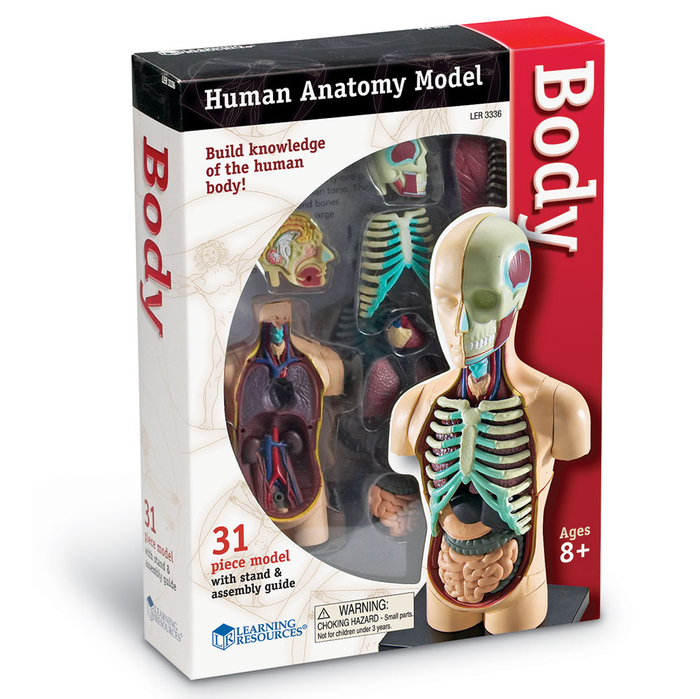 Human Anatomy Model - Body