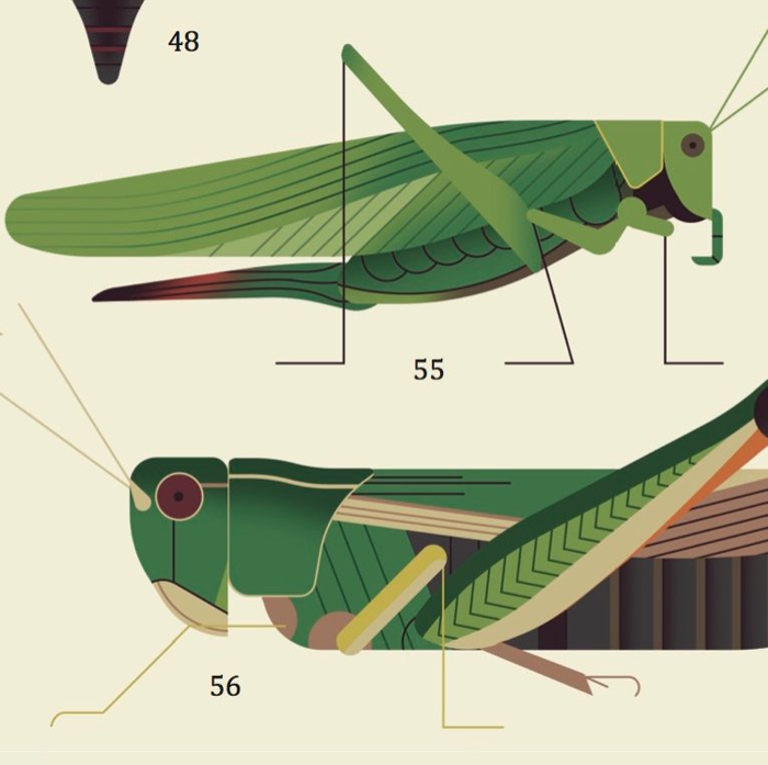 Learn & Discover Sticker Poster - Insects