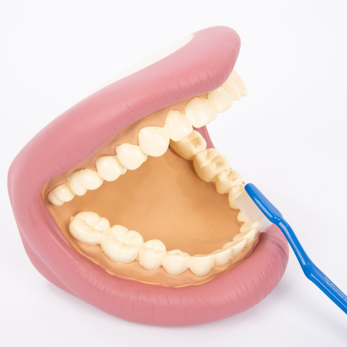 Learn to Brush Your Teeth Hand Puppet