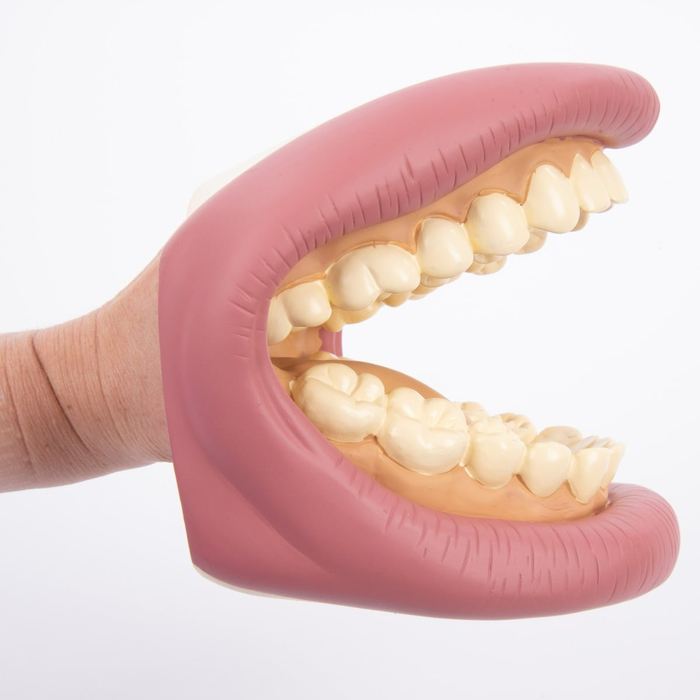 Learn to Brush Your Teeth Hand Puppet