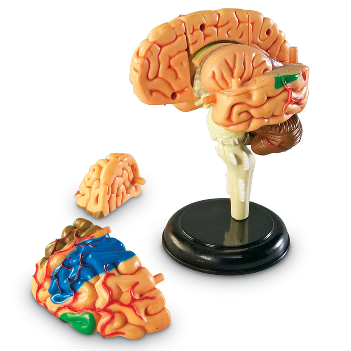 Human Anatomy Model - Brain