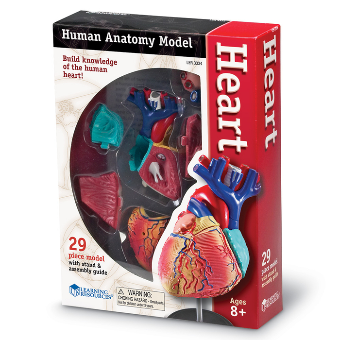 Human Anatomy Model - Heart