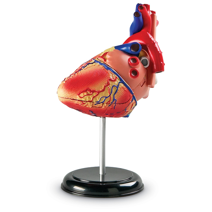 Human Anatomy Model - Heart
