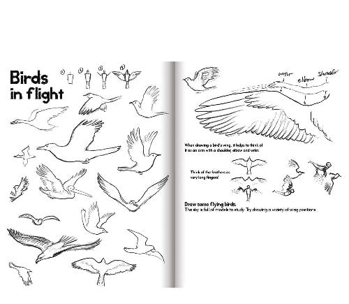 Learn to Draw - Animals
